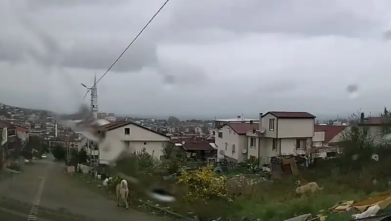 Sahipsiz köpekler 5 yaşındaki çocuğa saldırdı: Ağır yaralanma vakası!