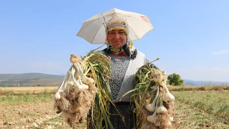 Kavurucu Sıcaklarda Günlük 1200 TL Kazananların Şaşırtan Mesaisi