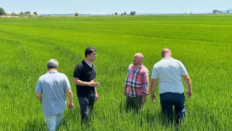 Çeltik Tarlaları Yeşil Deniz: Rekor Hasat Beklentisi Heyecan Yarattı!