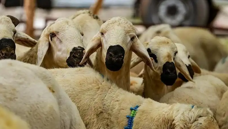 Kurban Bayramı 2025: Kurban Kesmek Farz mı? En Çok Sorulan 10 Soru