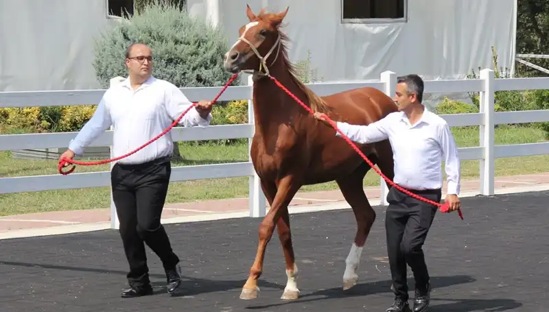 Taşkın Kral Rekorlarıyla Doğa Şovunu Gerçekleştiriyor!